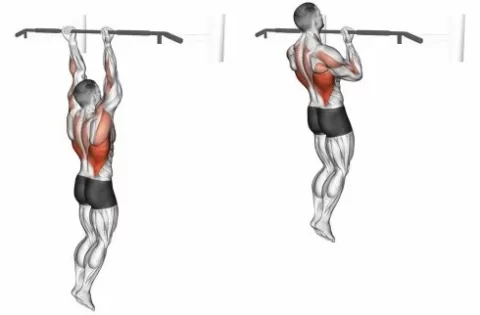 Chin-up (Barra fixa Supinada)