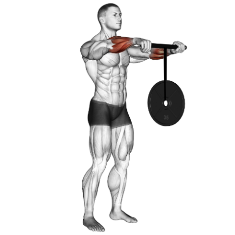 Wrist Roller