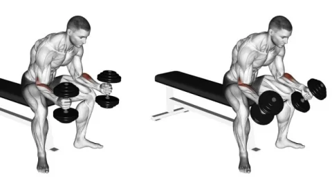Flexão de Pulso Neutra Sentada com Halteres