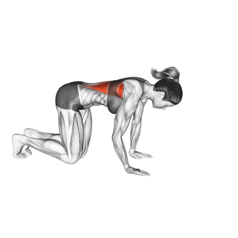Alongamento de Dorsal Ajoelhado