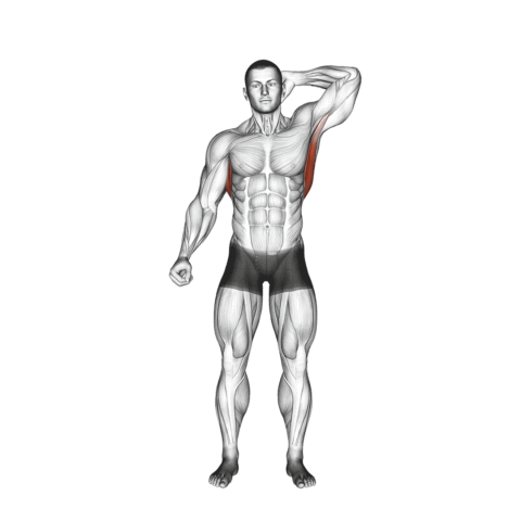 Alongamento de Dorsal em Pé