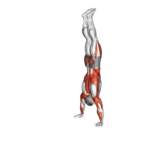 Caminhada de Handstand