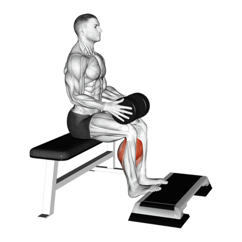 Panturrilha Sentada com Halteres