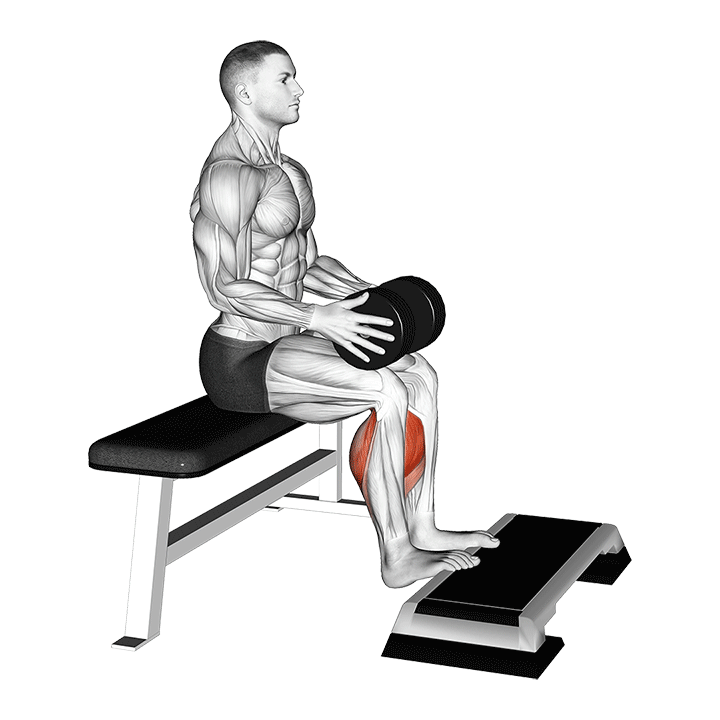 Panturrilha Sentada com Halteres