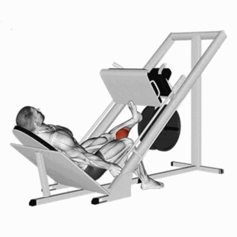 Elevação Unilateral de Panturrilha no Leg Press