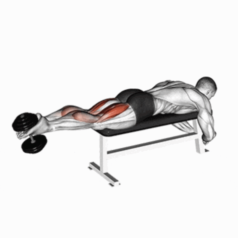 Flexão de Joelhos com Halter Deitado