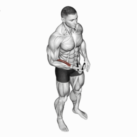 Aperto com Hand Grip